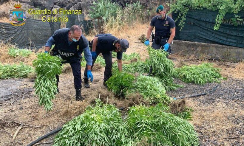 Bronte, piantagione di marijuana gestita da due fratelli: uno è in arresto (VIDEO)