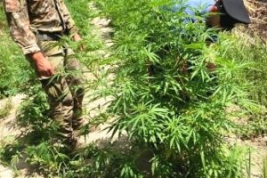 Mineo, coltivava 200 piante di marijuana nel proprio terreno: 39enne arrestato