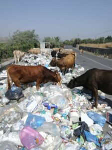 Paternò, mucche al pascolo in c.da San Marco: la discarica è un menù