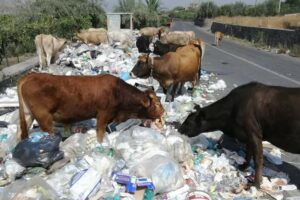 Paternò, mucche al pascolo in c.da San Marco: la discarica è un menù