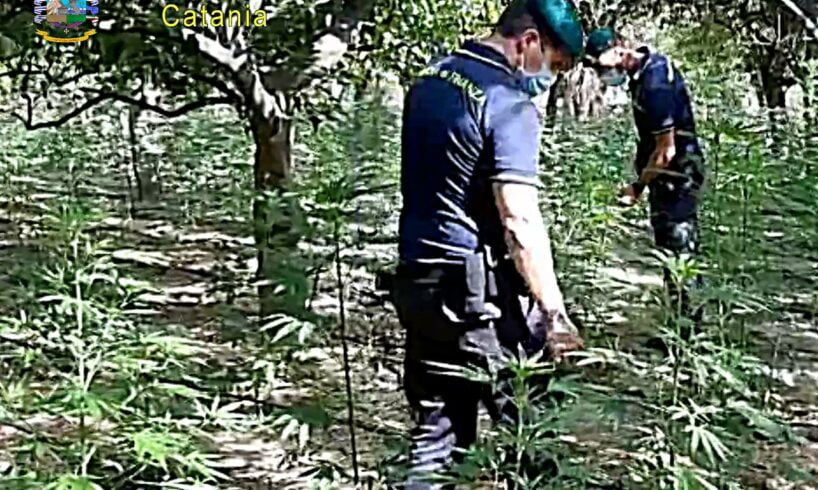 Motta S. Anastasia, scoperta maxi piantagione di marijuana tra gli agrumi: 27enne arrestato in flagranza (VIDEO)