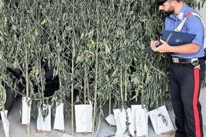 I Carabinieri della Stazione di Guardia Mangano hanno arrestato nella flagranza un 56enne di Acireale, poiché ritenuto responsabile di produzione illecita di sostanze stupefacenti.