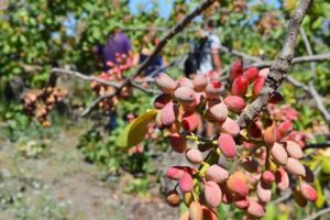 Bronte: “Pistacchieti assetati, a rischio la produzione”. L’allarme dell’associazione Aiace