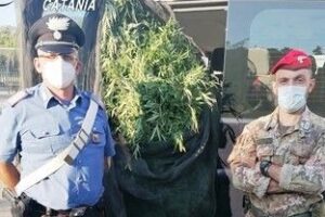 Fiumefreddo di Sicilia, vivaista 52enne coltivava anche 300 piantine di cannabis: arrestato assieme a 36enne