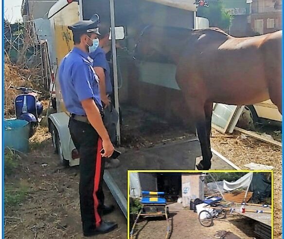 Misterbianco, un purosangue inglese nella stalla di via Luigi Sturzo: sequestrati farmaci veterinari senza prescrizione