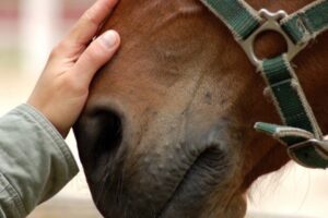 Adrano, in c.da Capici scoperta stalla abusiva con un cavallo: denunciato il titolare 43enne