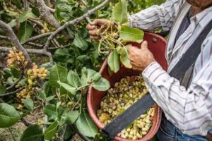 Bronte, per la raccolta del pistacchio non si trovano operai da mettere in regola. Il sindaco: “Trovare soluzione”