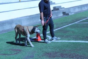 Catania, al carcere minorile concluso il corso di educazione con gli animali: progetto con l’Asp