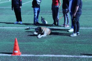 Catania, al carcere minorile concluso il corso di educazione con gli animali: progetto con l’Asp