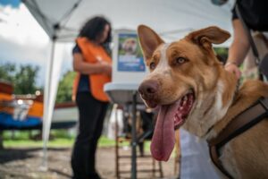 Sicilia, 174 cani microchippati nel tour della Lav: “Regione vari moratoria per evitare sanzioni”