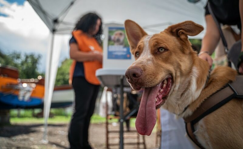 Sicilia, 174 cani microchippati nel tour della Lav: “Regione vari moratoria per evitare sanzioni”