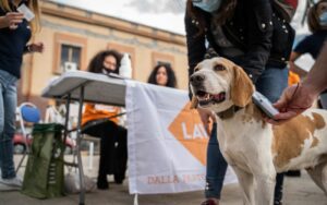 Sicilia, 174 cani microchippati nel tour della Lav: “Regione vari moratoria per evitare sanzioni”