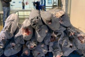 Catania, Guardia Costiera sequestra 1000 kg di pesce spada di provenienza sconosciuta: donato al Banco Alimentare