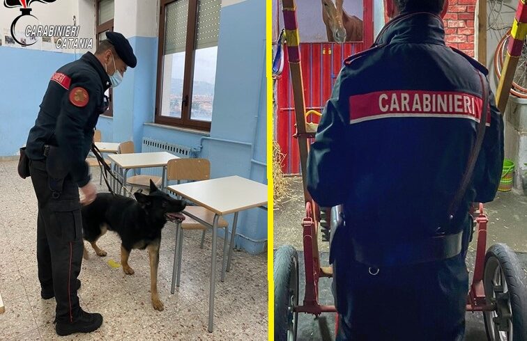 Catania, controlli antidroga nelle scuole e in una stalla di via Castromarino