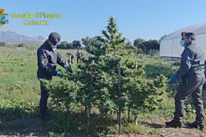 A Calatabiano sequestrati oltre 260 kg di canapa light: la coltivazione in un terreno di 7 mila mq