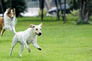 Biancavilla, area di sgambamento per i cani nella Villa comunale: spazio recintato per gli amici a quattro zampe