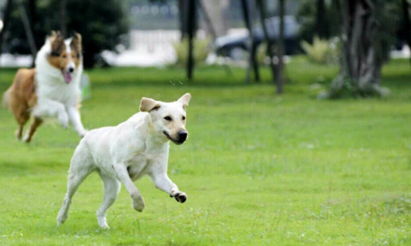 Biancavilla, area di sgambamento per i cani nella Villa comunale: spazio recintato per gli amici a quattro zampe