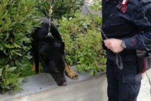 Catania, consegna droga ai militari ma il cane Zero ne trova di più: 22enne arrestato in flagranza