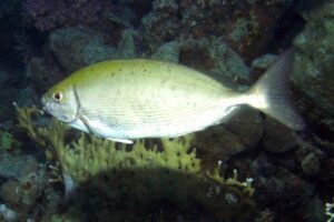 Nelle acque di Milazzo catturato esemplare di ‘Siganus rivulatus’: è un pesce del Mar Rosso con aculei velenosi