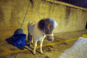 Acate, pony trascinato da un’auto per 3 km e poi abbandonato morente