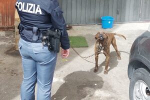 Catania, cane legato al muro e senza cibo: denunciata la proprietaria 30enne