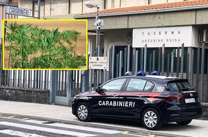 Mascalucia, nell’orto di casa coltivava 75 piantine di marijuana: 47enne arrestato in flagranza