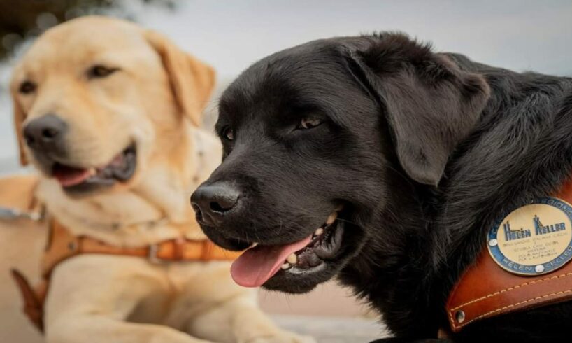 Sicilia, consegnati 5 cani guida a non vedenti: addestrati a Messina