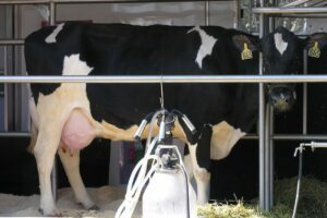 Le mucche fanno meno latte per colpa del caldo: produzione a -10%