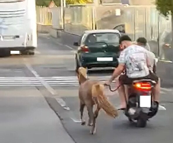 Catania, cavallino al trotto sotto il sole legato a una corda: insorgono gli animalisti dell’Aidaa