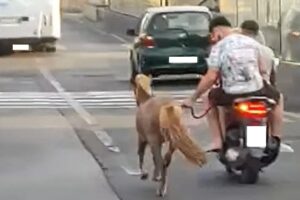 Catania, cavallino al trotto sotto il sole legato a una corda: insorgono gli animalisti dell’Aidaa