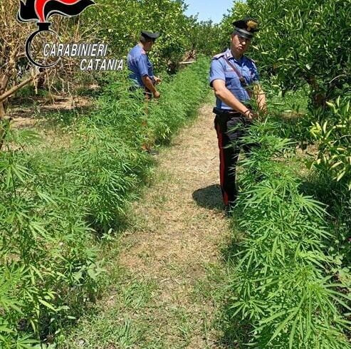 Palagonia, piantagione di marijuana in un fondo agricolo di 3 ettari: 44enne ai domiciliari