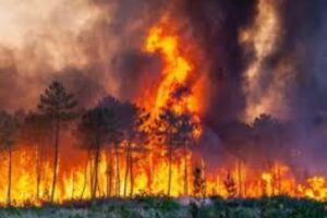 Incendi, nel Catanese 15 interventi dei Vigili del Fuoco. Palmeri (Europa Verde): “Strumenti inadeguati per contrastare i roghi”