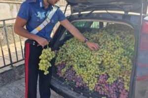 Licodia Eubea, 794 kg di uva da tavola nascosti dentro il cofano dell’auto: 31enne arrestato in flagranza