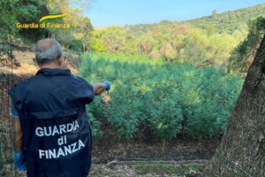 Vizzini, scoperte tre piantagioni di marijuana: 1500 piante con sistema di irrigazione a distanza