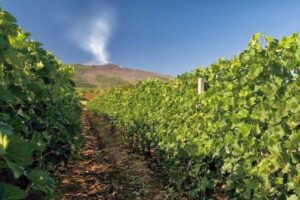 Regione, bando Ocm Vino: 13 mln per ristrutturazione vigneti. Ammesse 558 domande