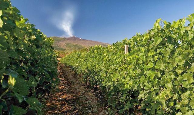 Regione, bando Ocm Vino: 13 mln per ristrutturazione vigneti. Ammesse 558 domande