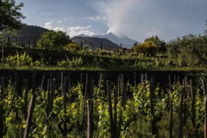 Al “Biancavilla Etna Wine Forum” i protagonisti del vino: dal 15 al 17 ottobre a Villa delle Favare