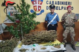 Belpasso, tre piante di cannabis ed erba essiccata nascosti in un casolare: arrestata coppia di coniugi