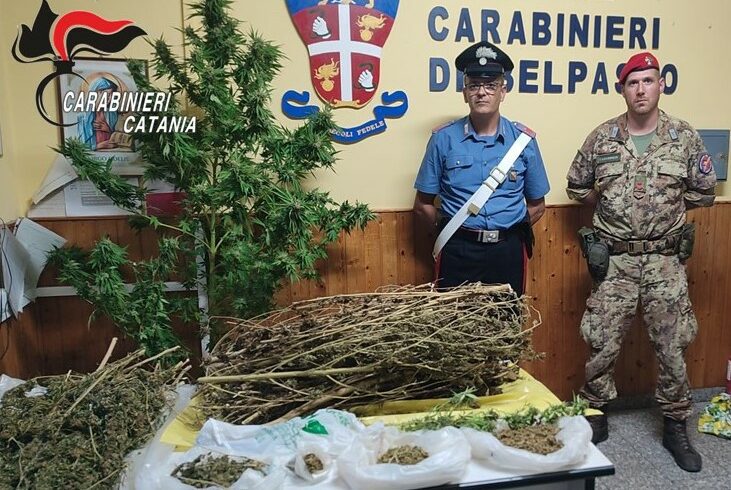 Belpasso, tre piante di cannabis ed erba essiccata nascosti in un casolare: arrestata coppia di coniugi