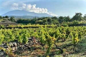 Sicilia, conclusa la vendemmia più lunga d’Italia (100 giorni): si preannuncia un’annata eccellente