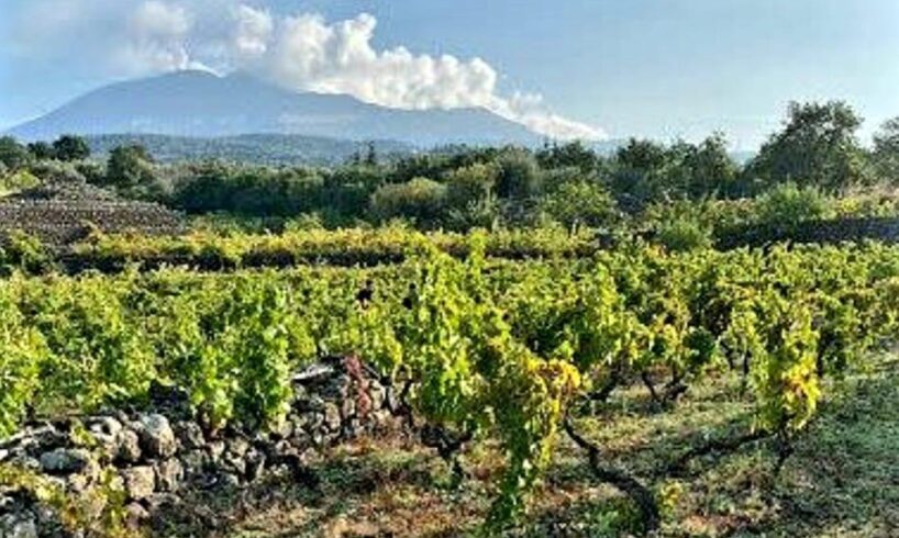 Sicilia, conclusa la vendemmia più lunga d’Italia (100 giorni): si preannuncia un’annata eccellente