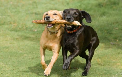 Mafia, “Terra bruciata”: uno degli arrestati chiama i suoi due cani con i nomi di ‘Messina’ e ‘Denaro’