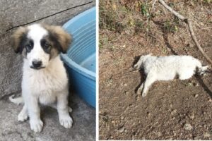 Acireale, avvelenati 4 cuccioli di pastore maremmano: poco distante altri cagnolini vennero uccisi a bastonate