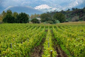 Vino, ecco la mappa delle 133 Contrade dell’Etna dove si produce la Doc: si fa chiarezza sugli esatti confini