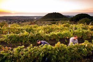 Vendemmia, sui quattro versanti dell’Etna raccolta conclusa: “Qualità eccellente”