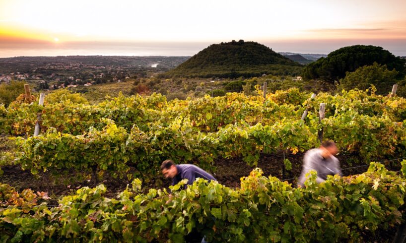 Vendemmia, sui quattro versanti dell’Etna raccolta conclusa: “Qualità eccellente”