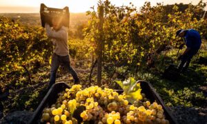 Vendemmia, sui quattro versanti dell’Etna raccolta conclusa: “Qualità eccellente”