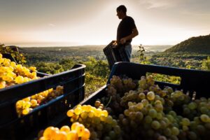 Vendemmia, sui quattro versanti dell’Etna raccolta conclusa: “Qualità eccellente”