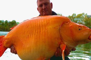 Un gigantesco ‘pesciolino’ rosso catturato (e poi liberato) in un lago francese: pesa 30 kg