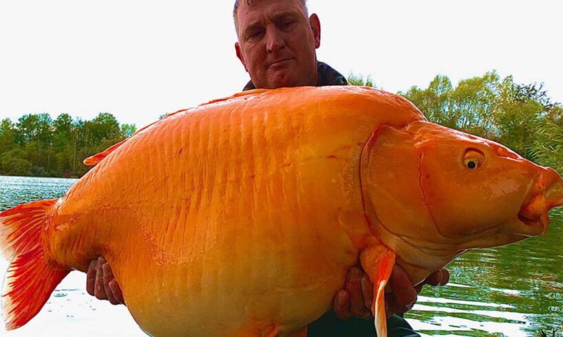 Un gigantesco ‘pesciolino’ rosso catturato (e poi liberato) in un lago francese: pesa 30 kg